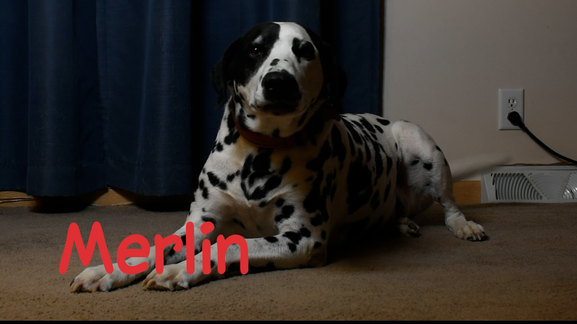 Still from A Home for Merlin